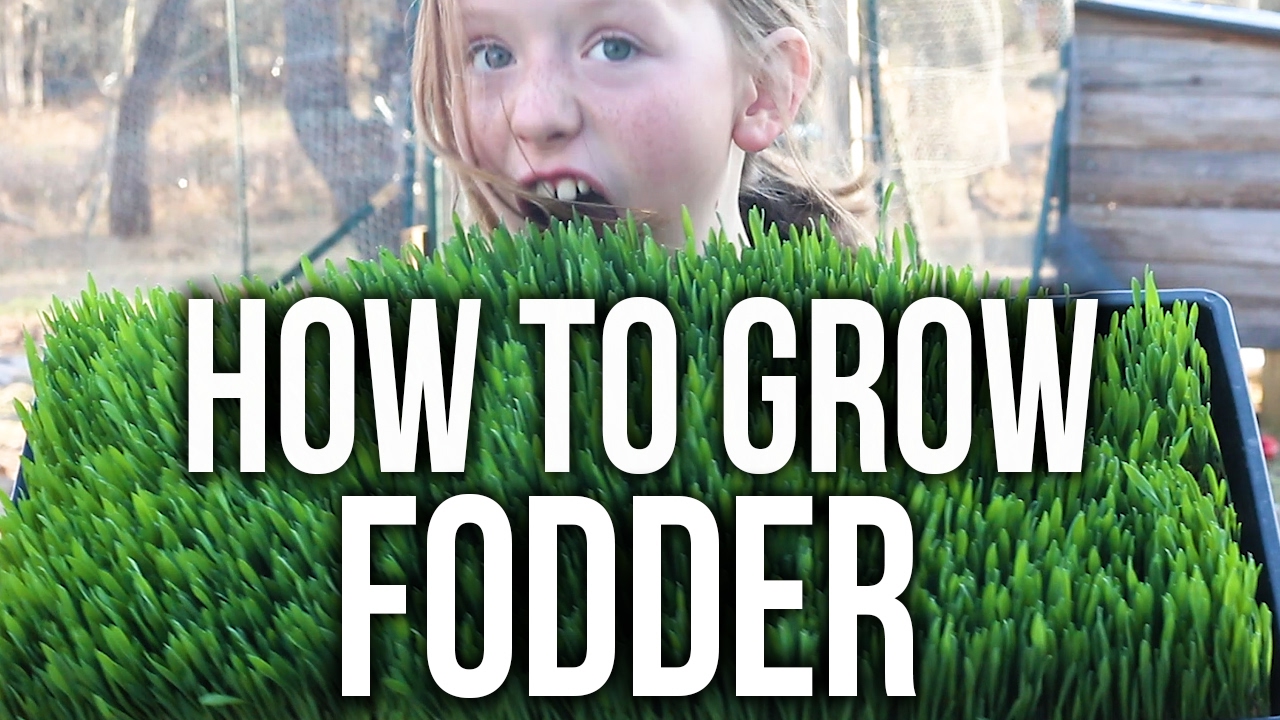 Как выращивать корм для кур