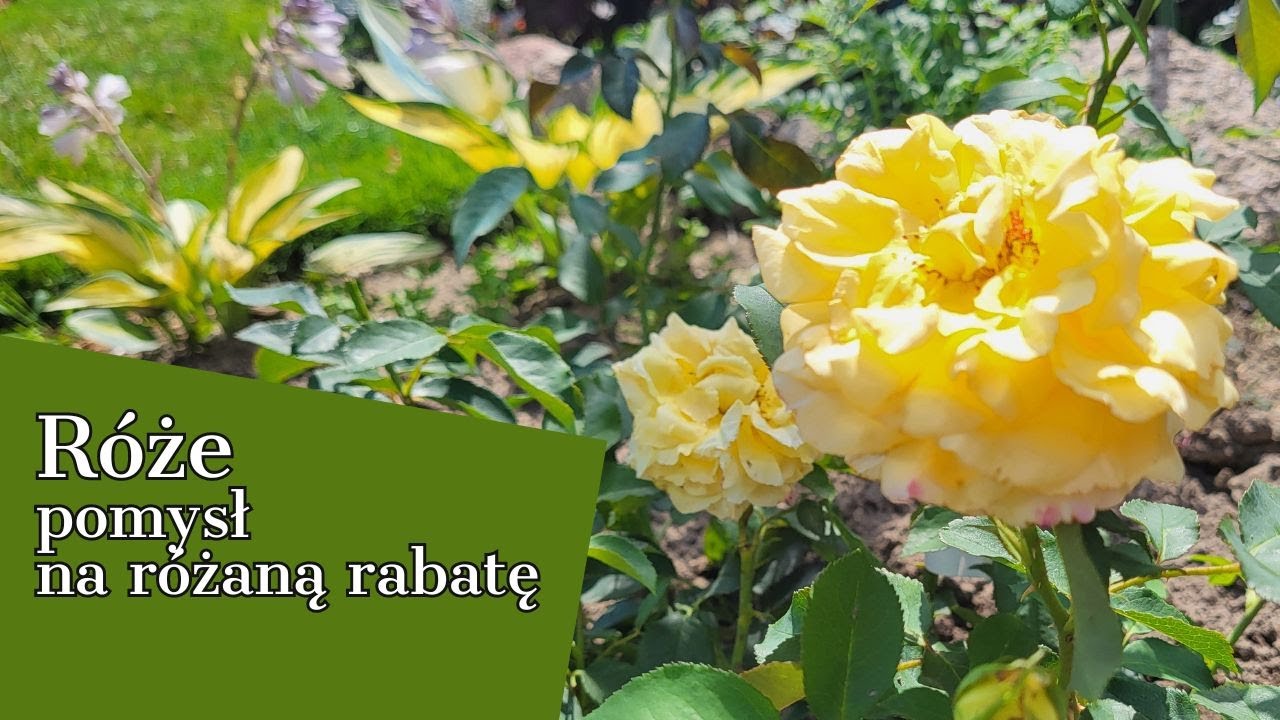 RÓŻE 🌹 POMYSŁ na różaną rabatę