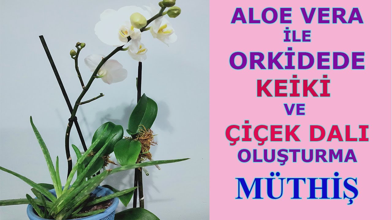Орхидея клон с алоэ вера, ПОЛУЧИТЬ ФИЛИАЛ ORCHİD С ALOE VERA, ПРОДУКЦИЯ КЕЙКИ С АЛОЭ ВЕРА