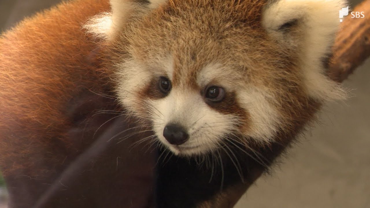 「ぴょこぴょこしてかわいい」レッサーパンダの赤ちゃん一般公開 名前を11月16日まで募集中＝静岡・日本平動物園