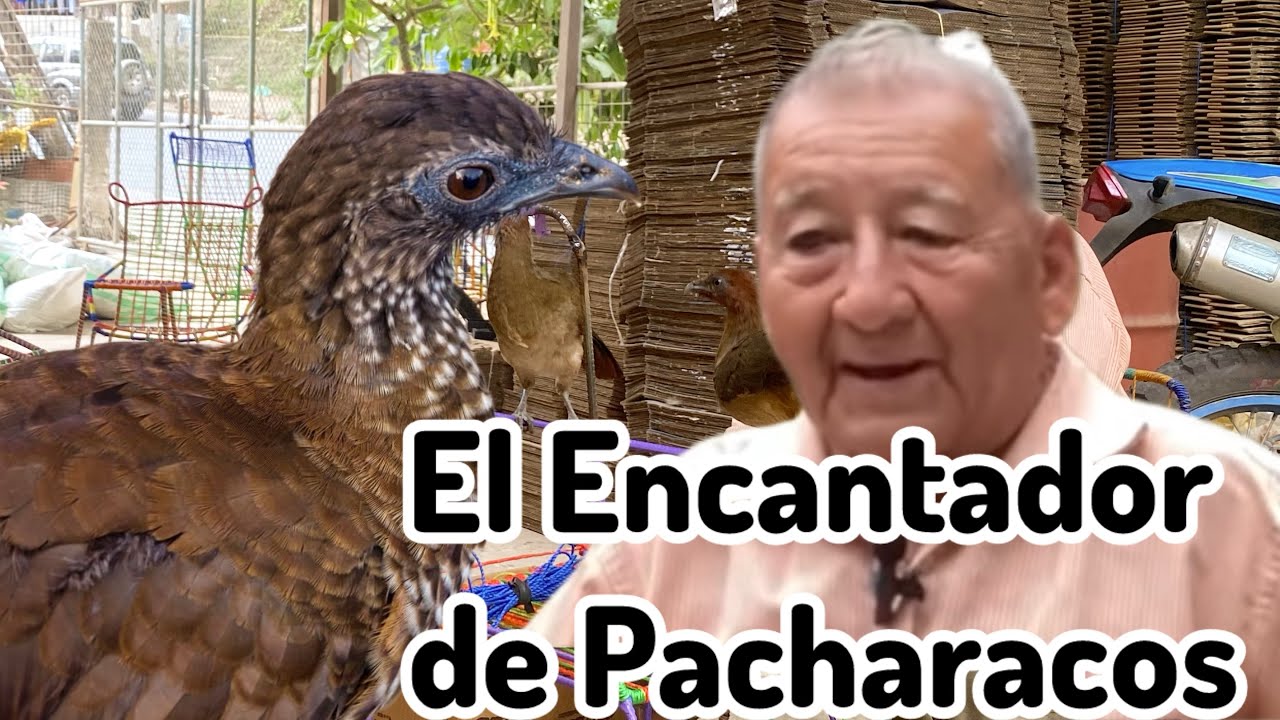 ¿Cómo Tejer Sillas de Hilo con 84 Años ?