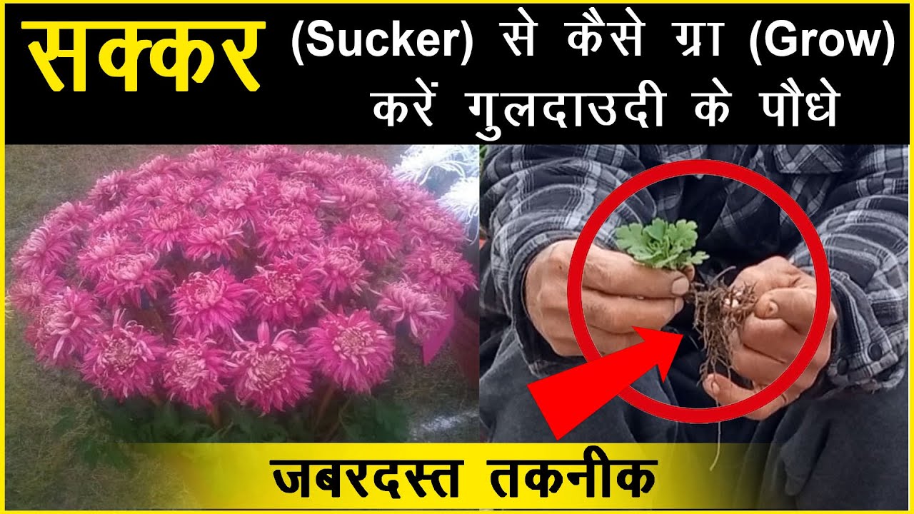 कैसे ग्रो करें गुलदाउदी के पौधे सक्कर से | How to Grow Chrysanthemum Plants through Sucker