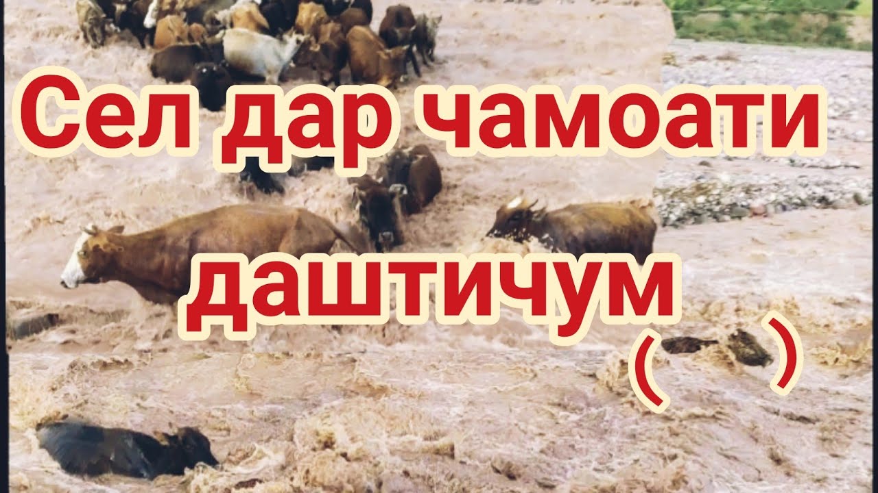 Сел дар чамоати даштичуми нохияи шамсиддин шохин.
Чи гуна говхоро бурда истодааст