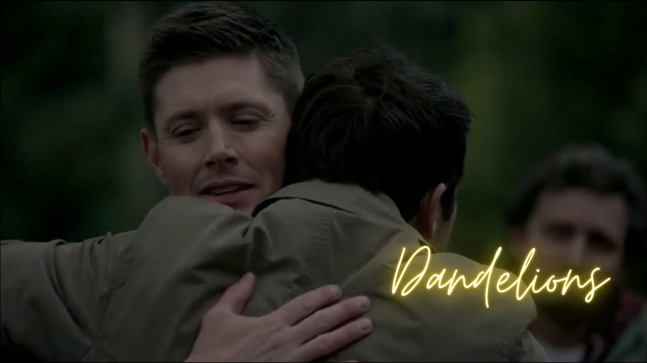 dean + castiel || dandelions