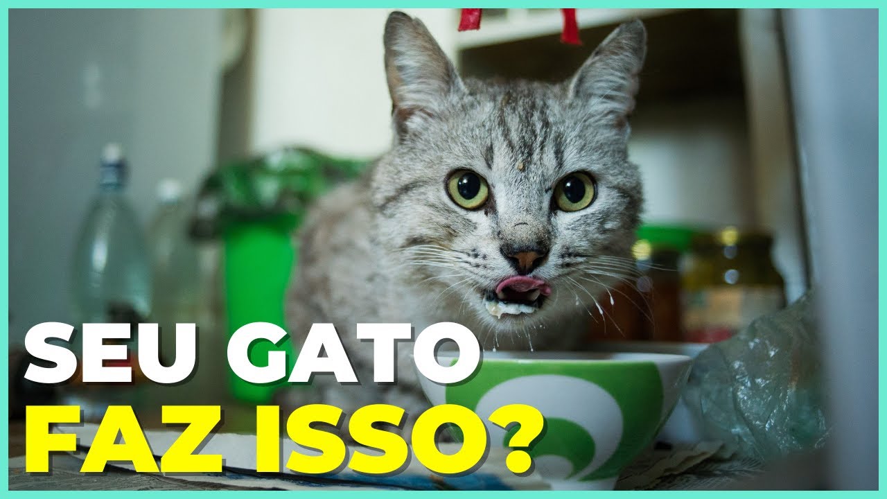 É POR ISSO Que os Gatos Querem Que Você os Veja COMER!