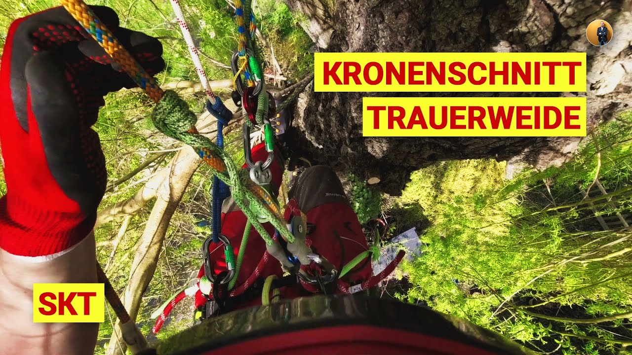 SKT Kronenschnitt Trauerweide mit Silky Sugoi, Petzl NAJA (DRT & SRT Seilklettertechnik Klemmknoten)