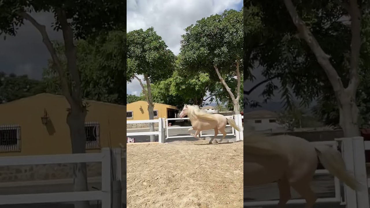 Dreamy PRE cremello stallion 🤩 (cream locus)- quite rare!!