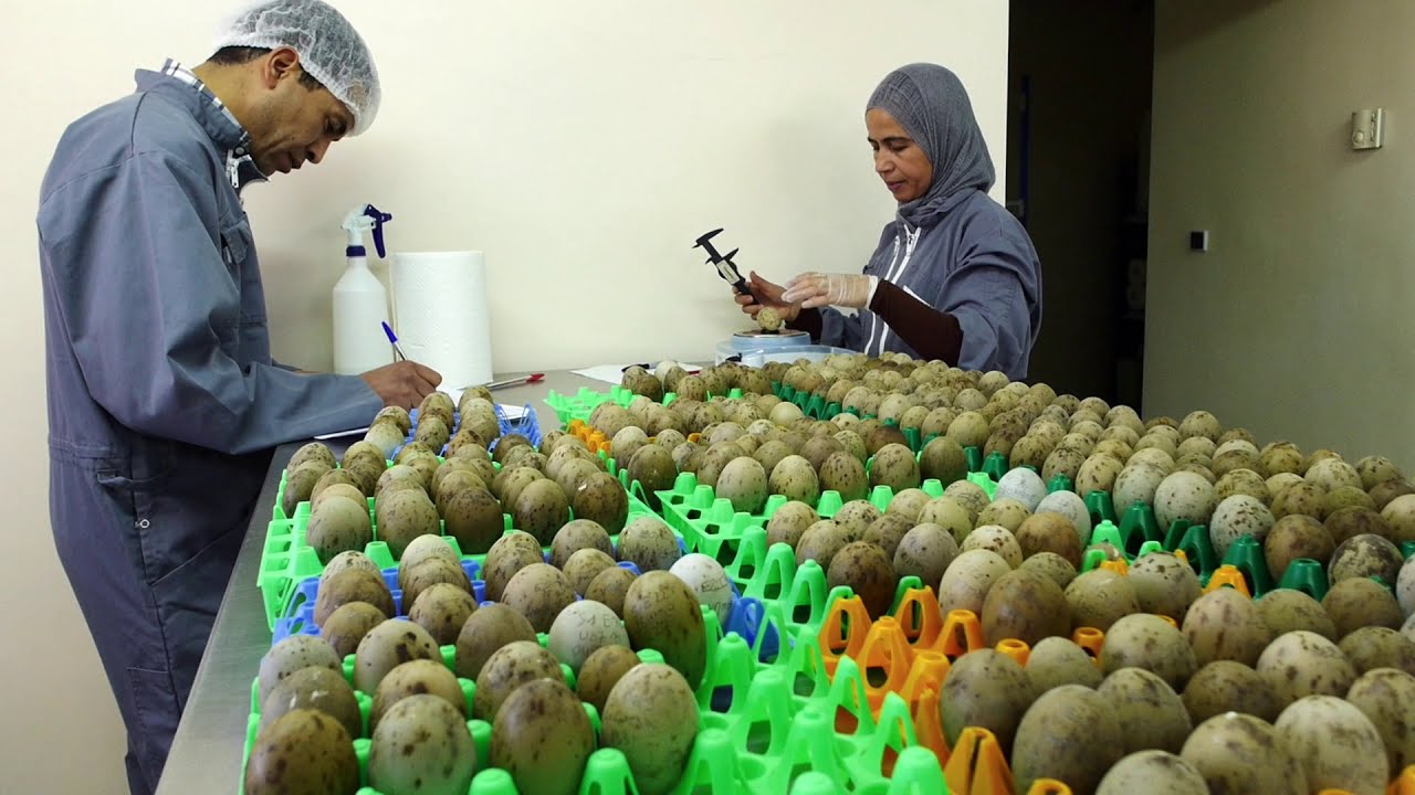 Our Efforts in Morocco I Houbara Conservation