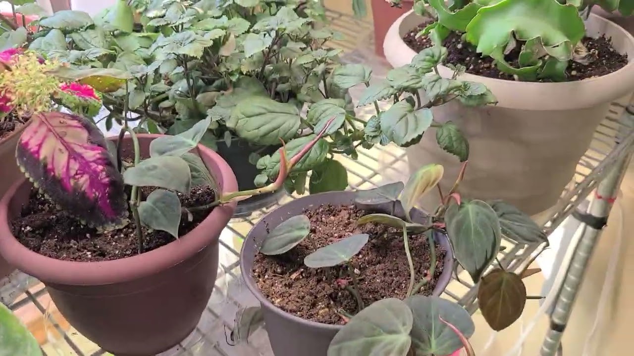 Philodendron 69686 and other updates 