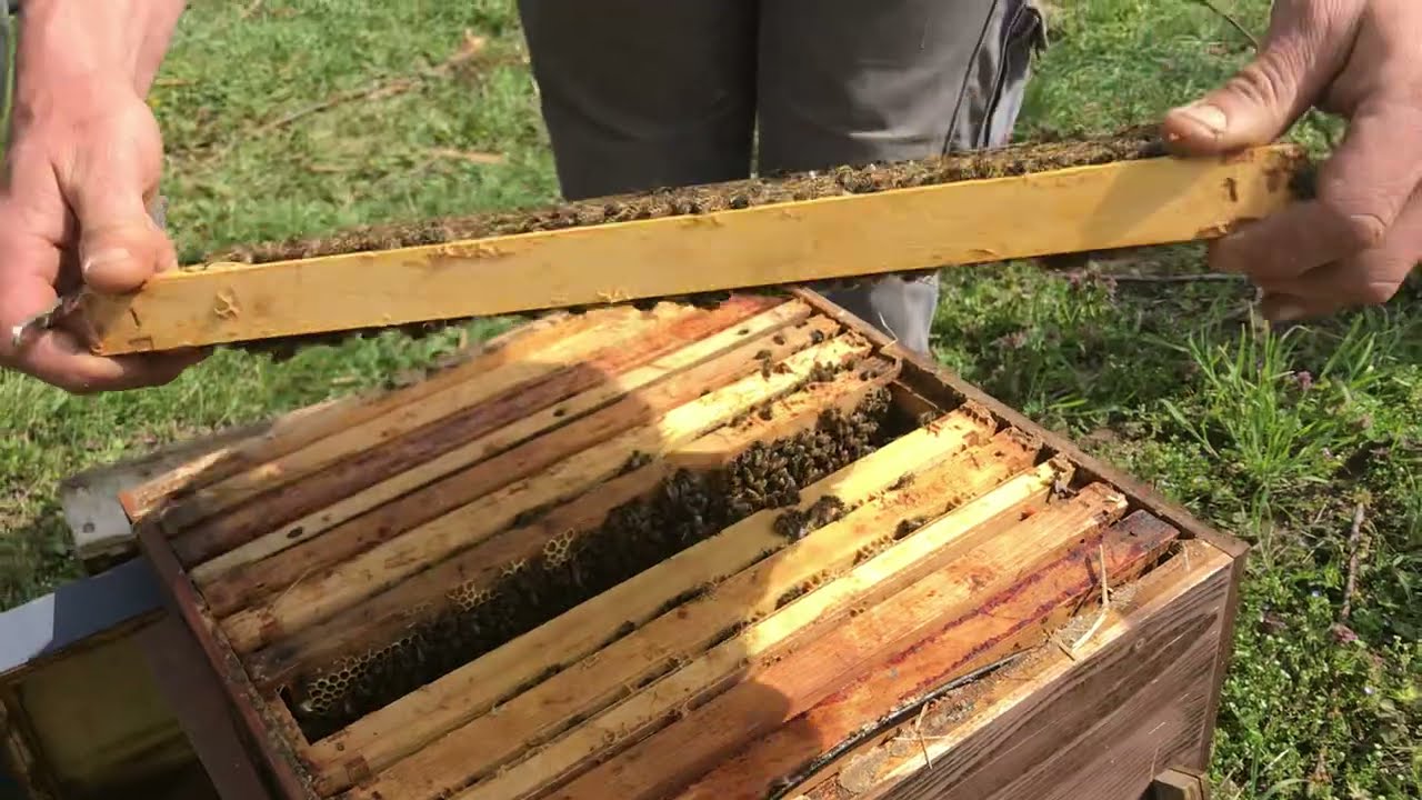 Dieses Volk bekommt  noch immer keinen Honigraum in der Obstblüte