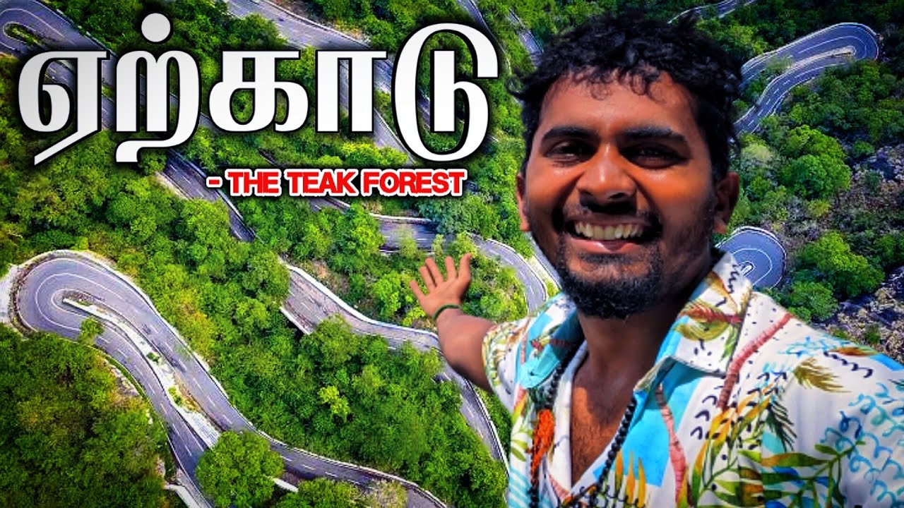 🔥பல்லாயிரக்கணக்கான ஏற்காடு தேக்குமரங்கள் | YERCAUD TEAK FOREST | YERCAUD COFFEE | TOURIST PLACE  K7
