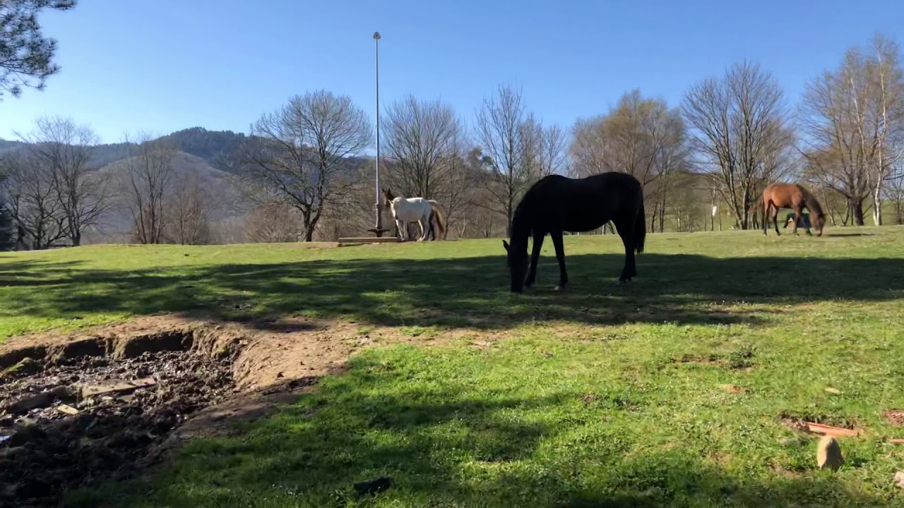 Caballos bebiendo en una fuente del monte Arraiz