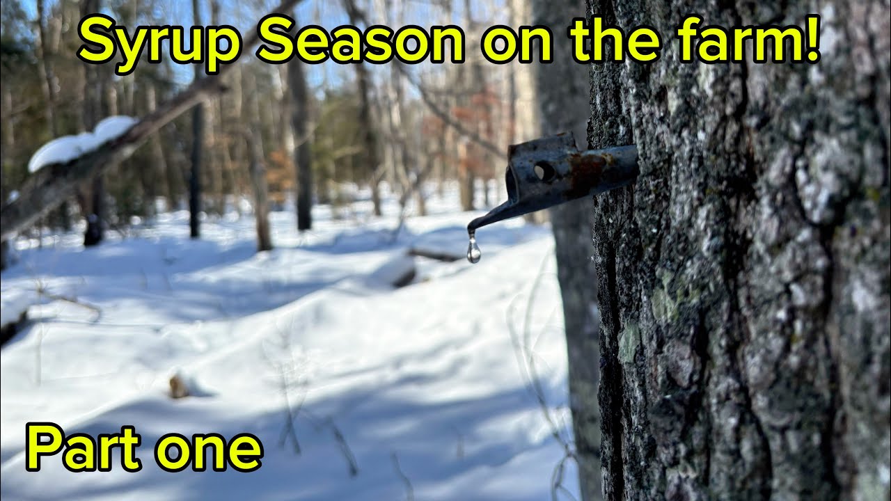Maple Syrup season! Tapping maple trees to make syrup. Part 1!