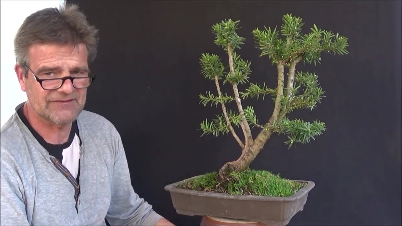 Bonsai 2020-19 - Eibe - Taxus Baccata - krasse Schnitte zum neuen Styling
