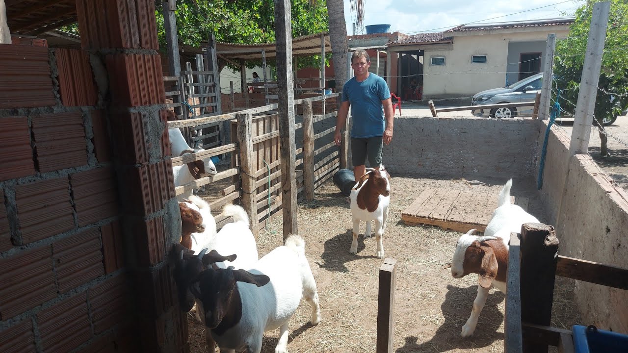O melhor do BoerCapril trapia+55 81 8149-2620