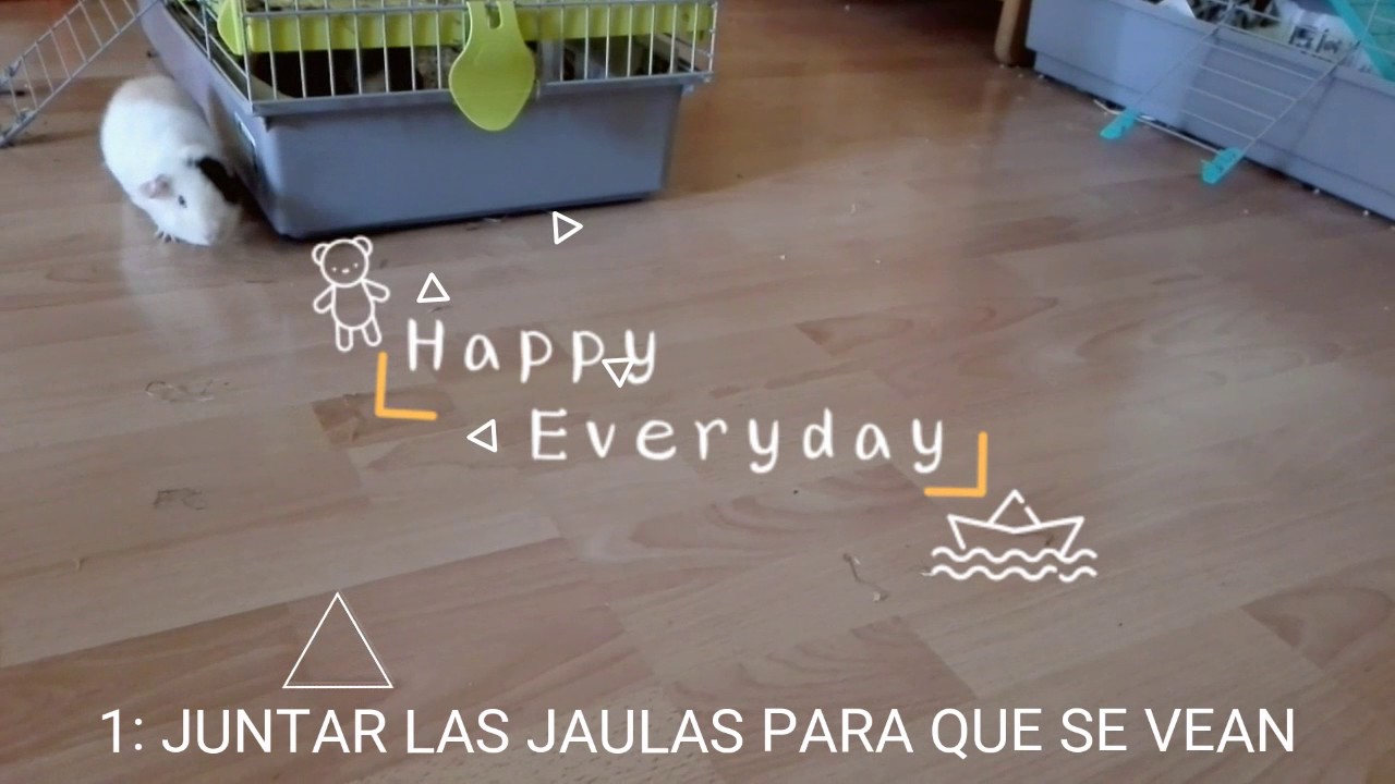 Como juntar cobayas (cuyo) macho en la misma jaula