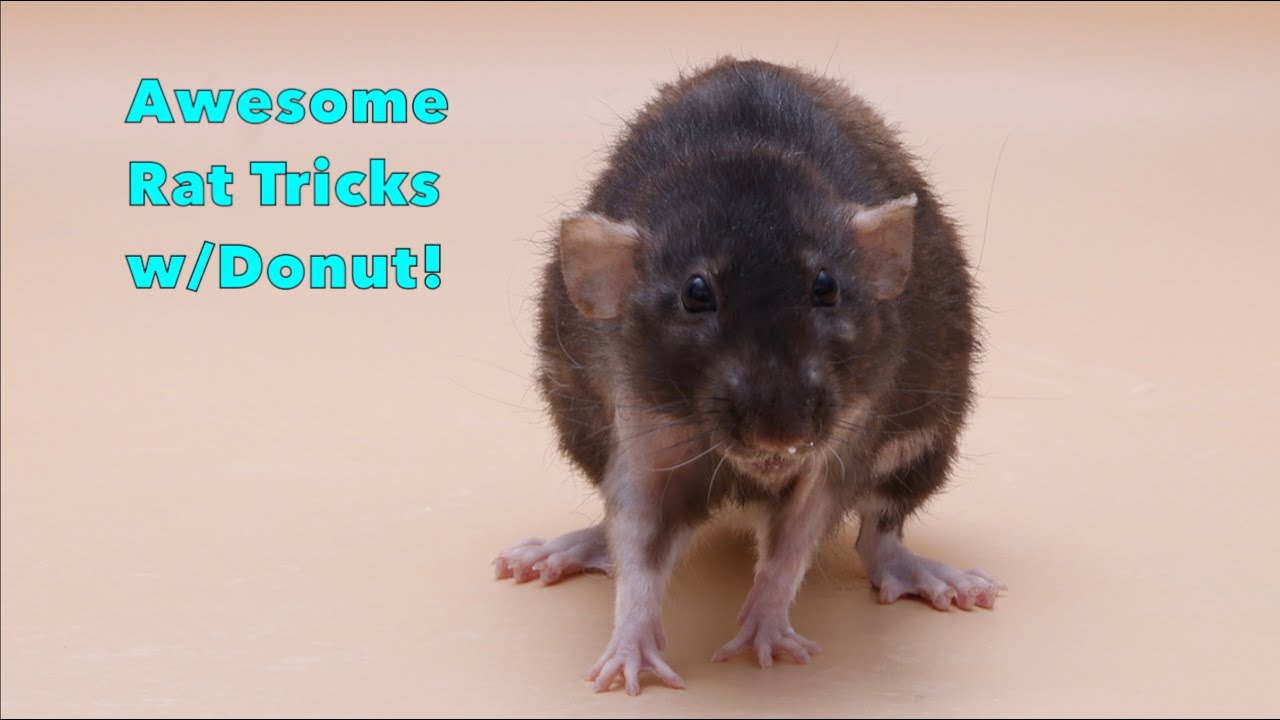 Amazing Rat Tricks with Donut - Part 6!
