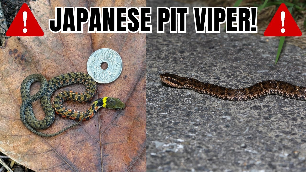 Field Herping in Japan: Finding the MAMUSHI!