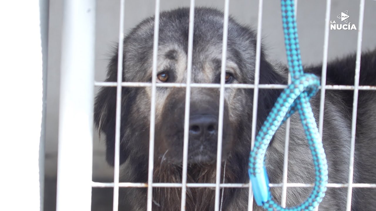 El Ayuntamiento realiza obras de mejora en el Refugio de Animales