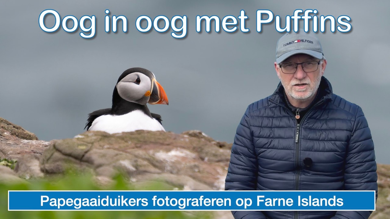 Oog in Oog met Puffins | Farne Islands van H&eacute;&eacute;l Dichtbij