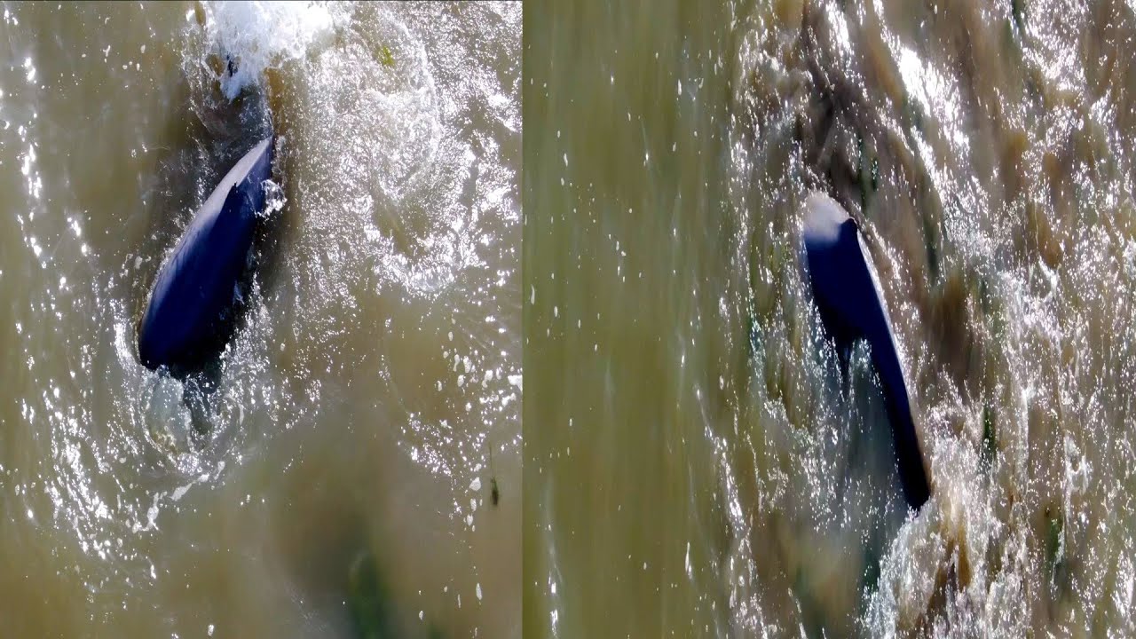 Irrawaddy dolphin surfacing through muddy waters of Chilika Lake  in Odisha, india