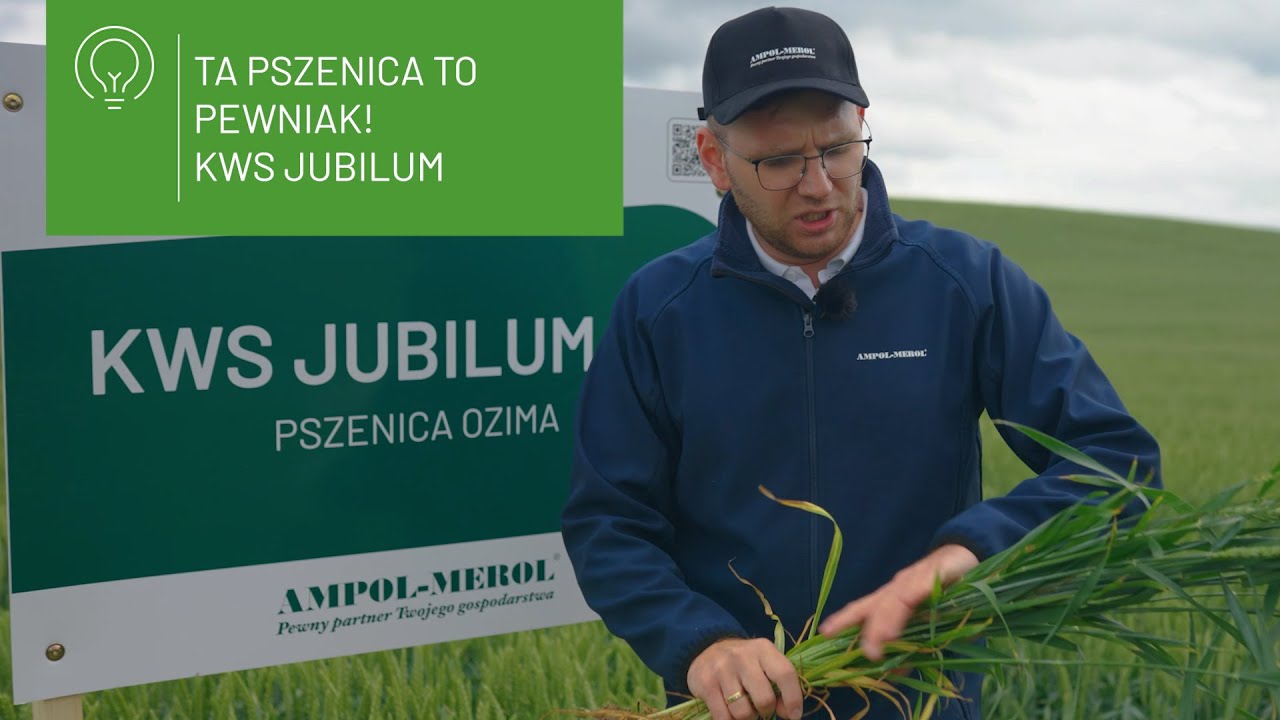 🌾 KWS Jubilum &ndash; stabilna pszenica ozima o wysokim plonie i odporności
