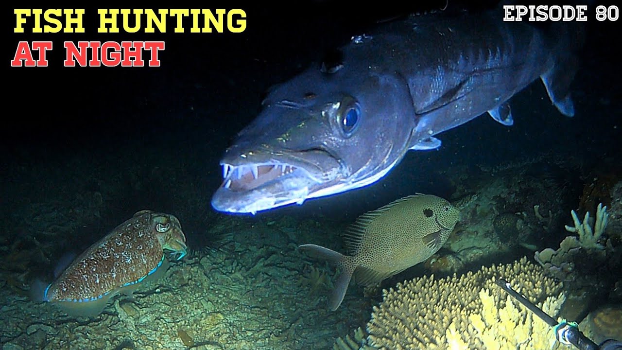 NIGHT SPEARFISHING EPISODE 80 | FISH HUNTING AT NIGHT