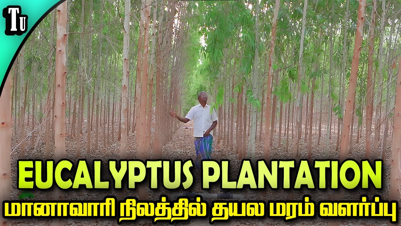 வறட்சியிலும் வருமானம் தரும் தைலமரம் வளர்ப்பு  | EUCALYTUS