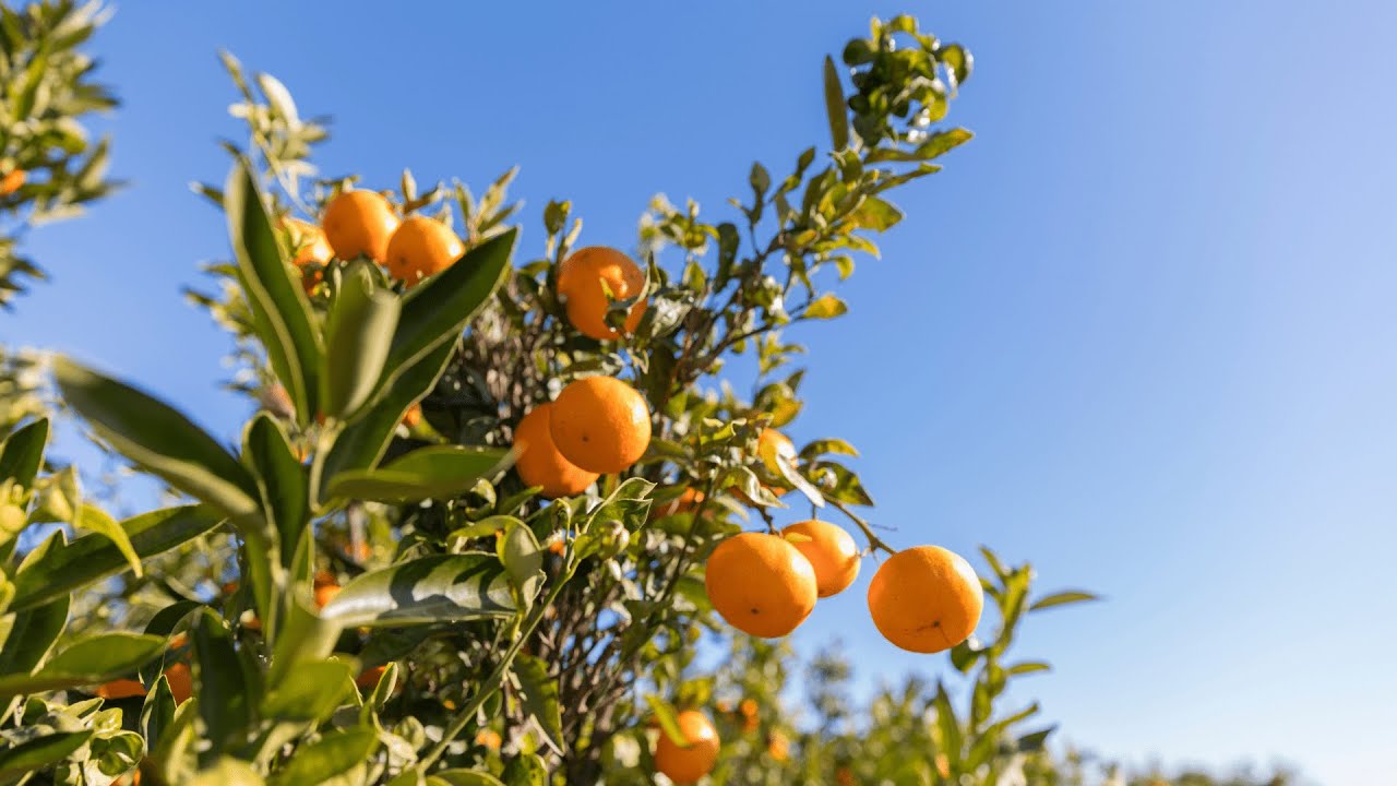 The orange route, a way to discover the Region of Valencia #MediterraneanInAction