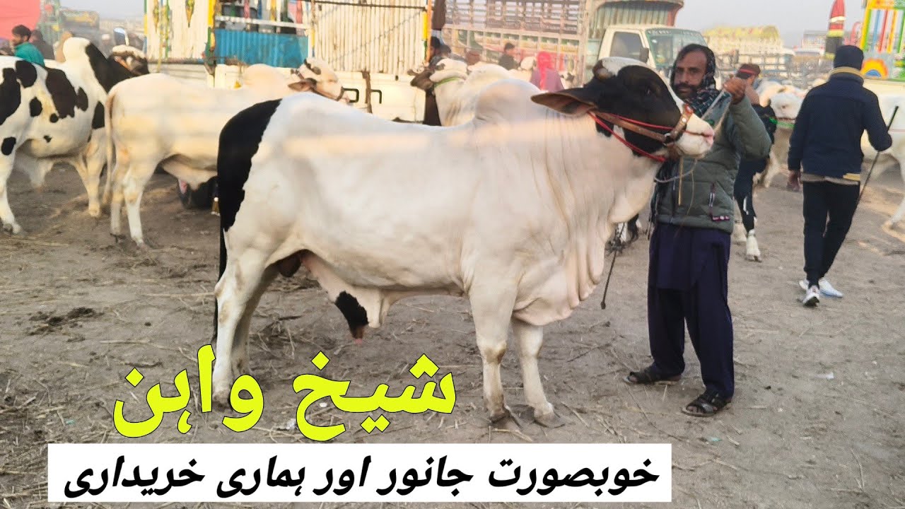 Sheikhwan Mandi Khubsorat Mall Hamare Kharidari | @MandiBoy8080 | Zeeshan khan 