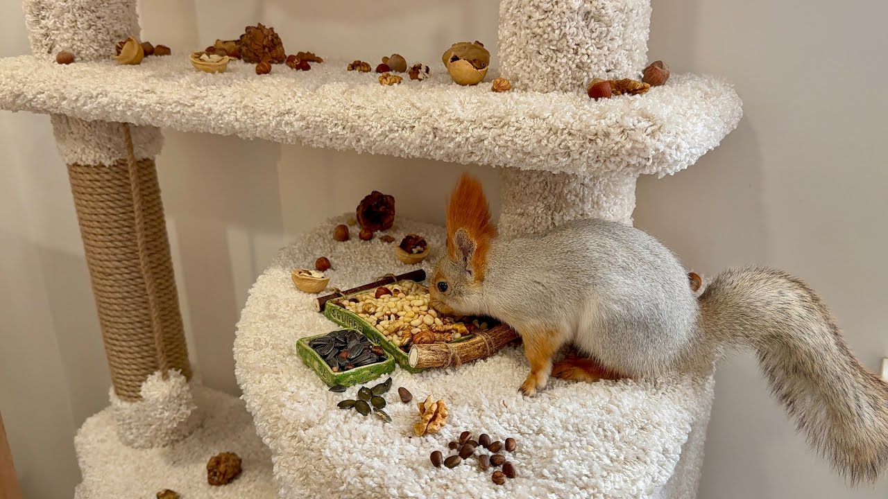 Morning in the house for the squirrels.