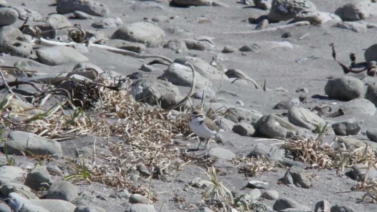 今日のシロチドリ（南房総版）　2026年2月19日