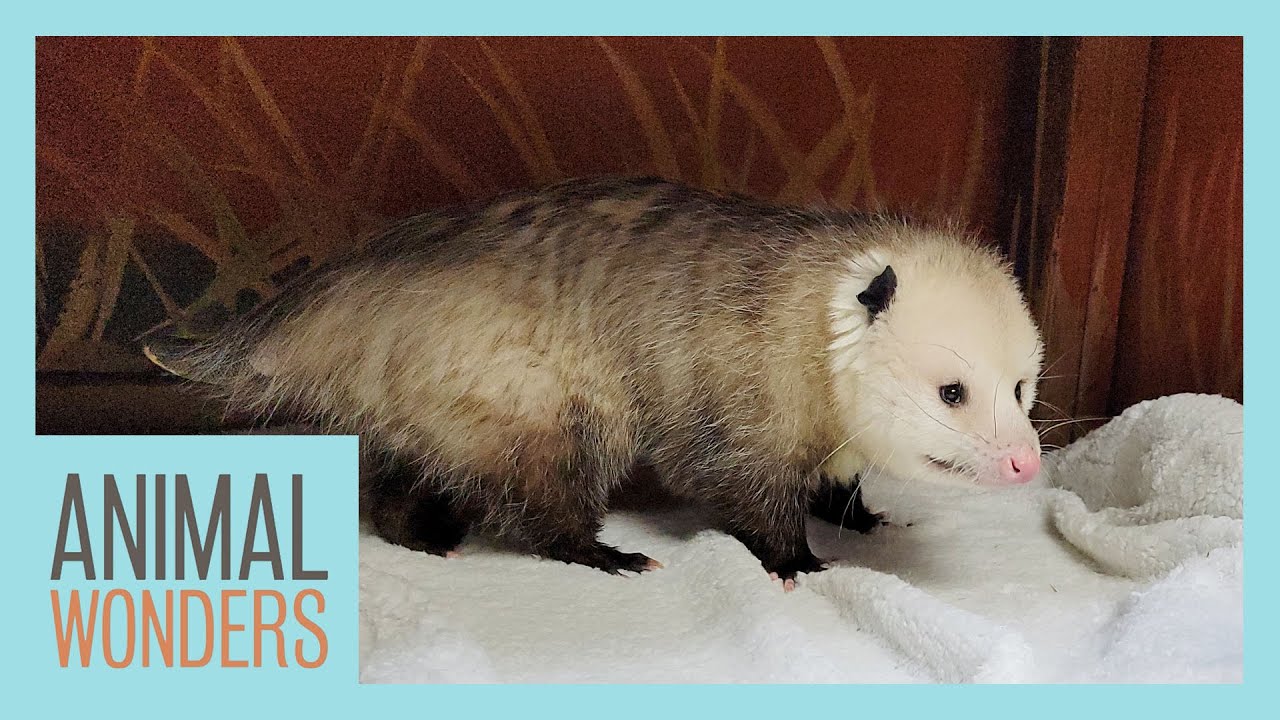 Meet and Greet Inky the Opossum