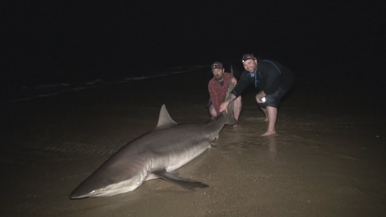Monster Sharks off the 90 Mile Beach Victoria Australia! Land based Shark fishing at it's best.