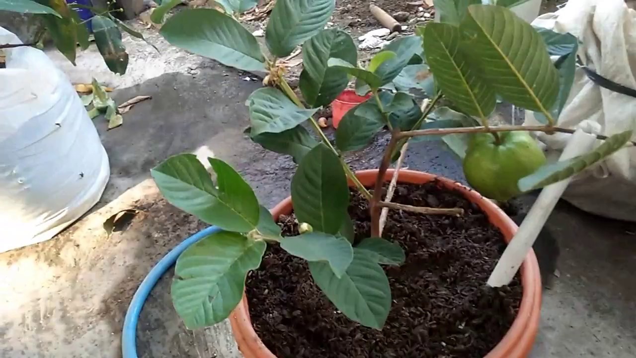 perawatan jambu kristal, supaya buah tidak rontok