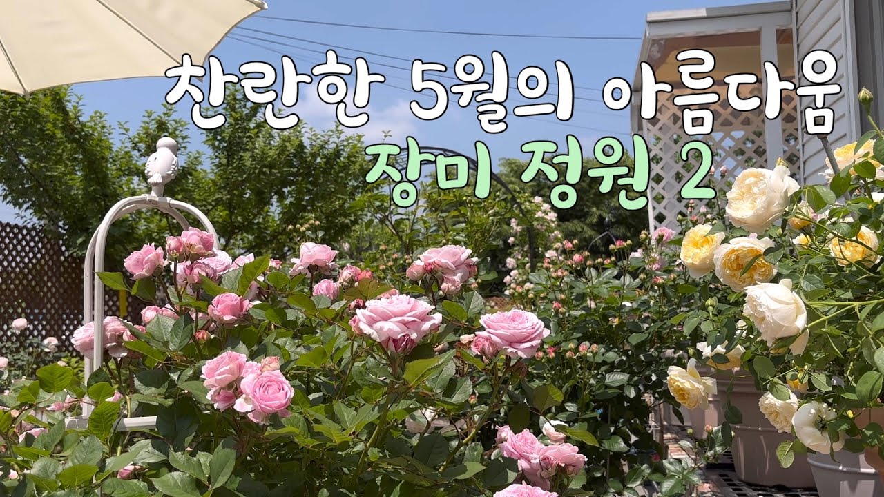 #16, 만개한 장미정원 구경하기 / 영국 장미 / 독일 장미 / 장미 이름 담았어요 / 장미 구입처와 잘 키우기 Tip