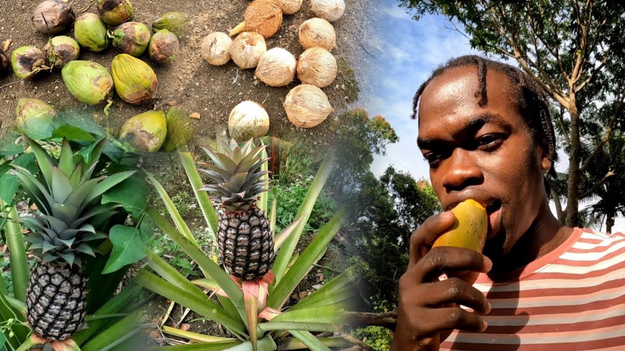 Mango Season in Jamaica🇯🇲 | This is How The Pineapples are Looking Now | Farm Vlog