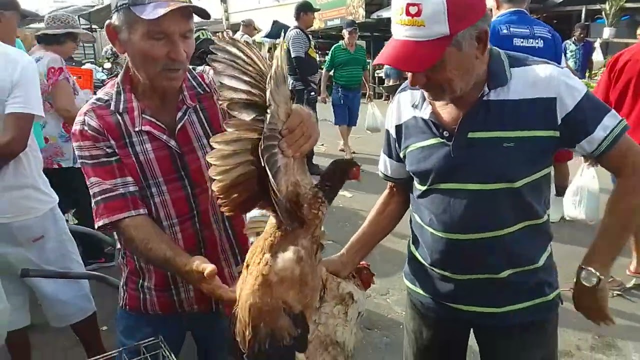 Feira da galinha da cidade de Guarabira PB. 22/11/25.🤠🌵