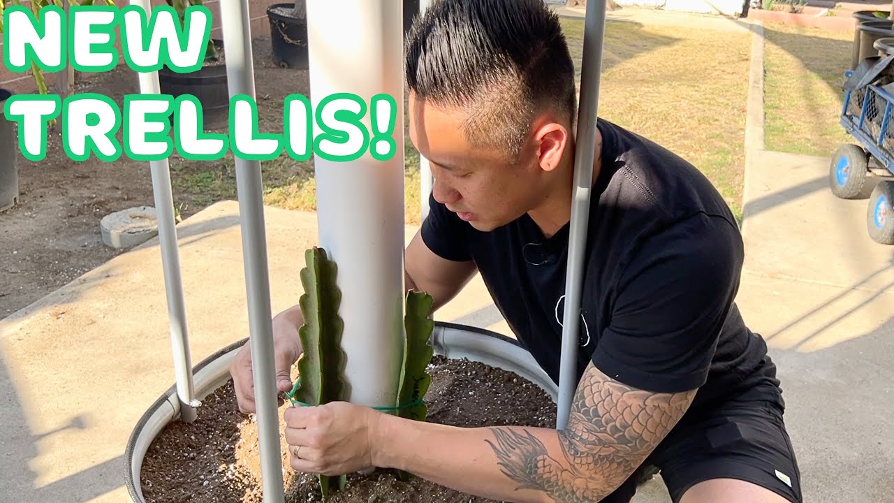 Testing Out A New Dragon Fruit Treliis System!  VEGO Garden Rolling Planter