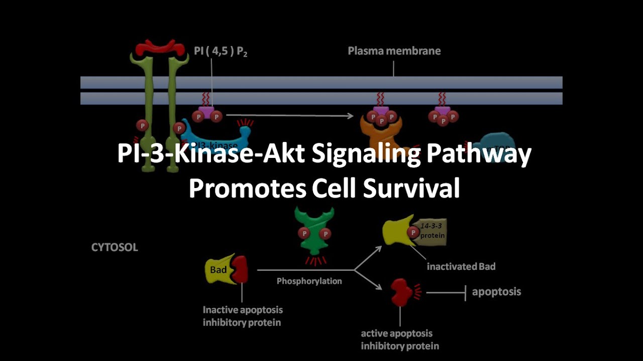 PI3 kinase Akt Signaling Pathway