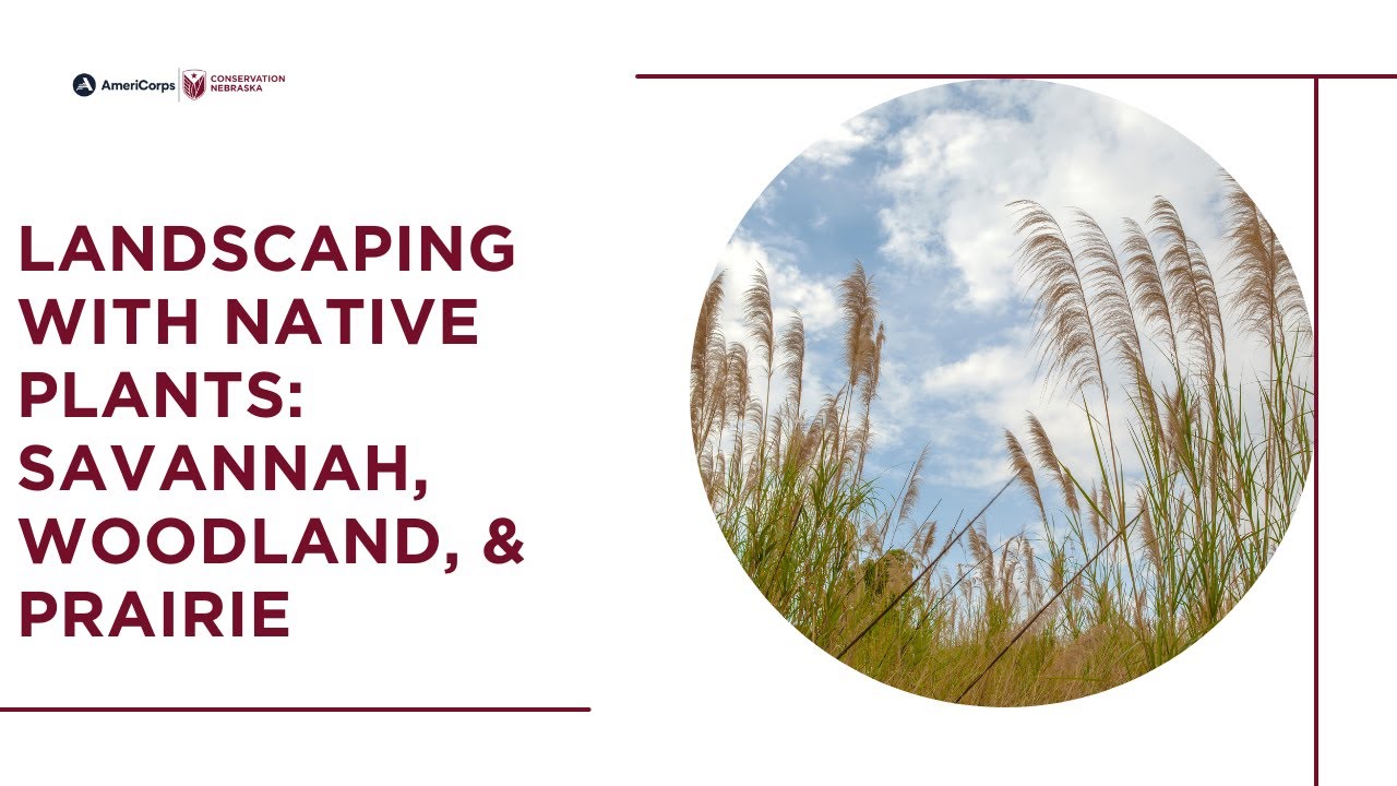 Landscaping with Native Plants: Savannah, Woodland, & Prairie