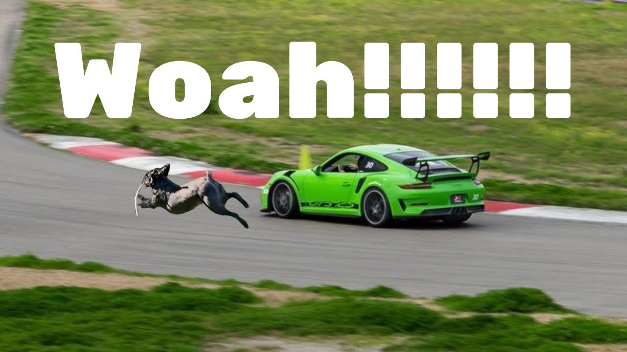 DOG IS FASTER THAN A RACE CAR!!!!