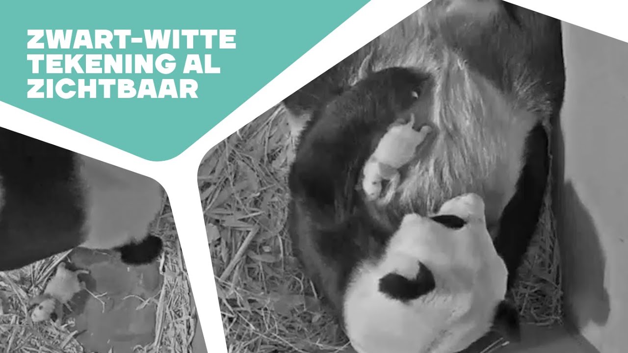 🐼 PANDAKRAAMHOLCAM #3 - DE DERDE WEEK | Kraamholbeelden reuzenpandajong in Ouwehand 2024