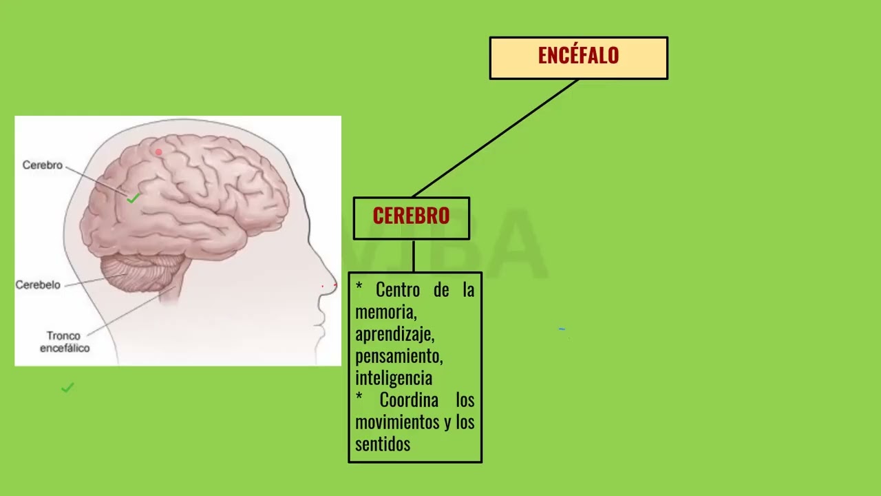 2º SEM T2 CYA PRIM II - SISTEMA NERVIOSO.