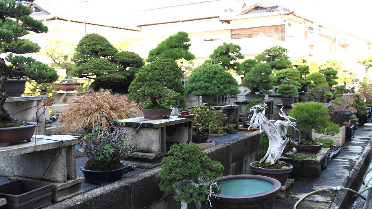 Hiramatsu Shunshoen Bonsai nursery