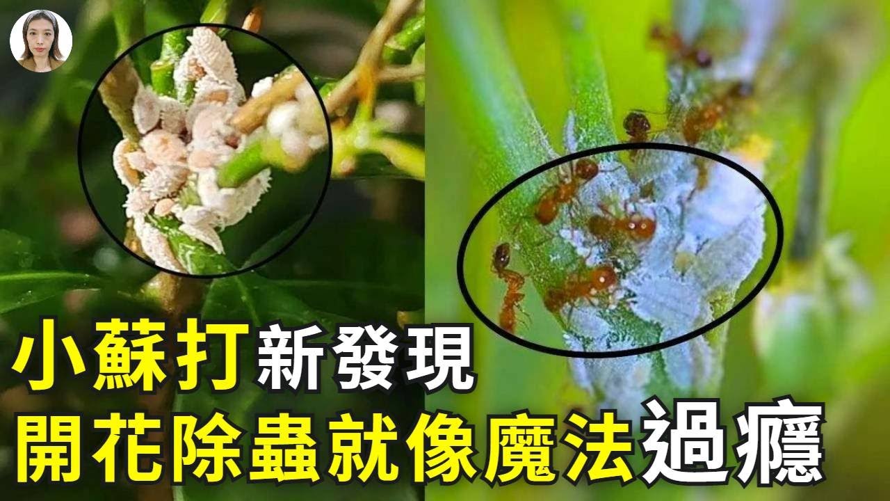 小蘇打養花新發現，開花除蟲就像施了魔法，用了1次就上癮！|花花世界
