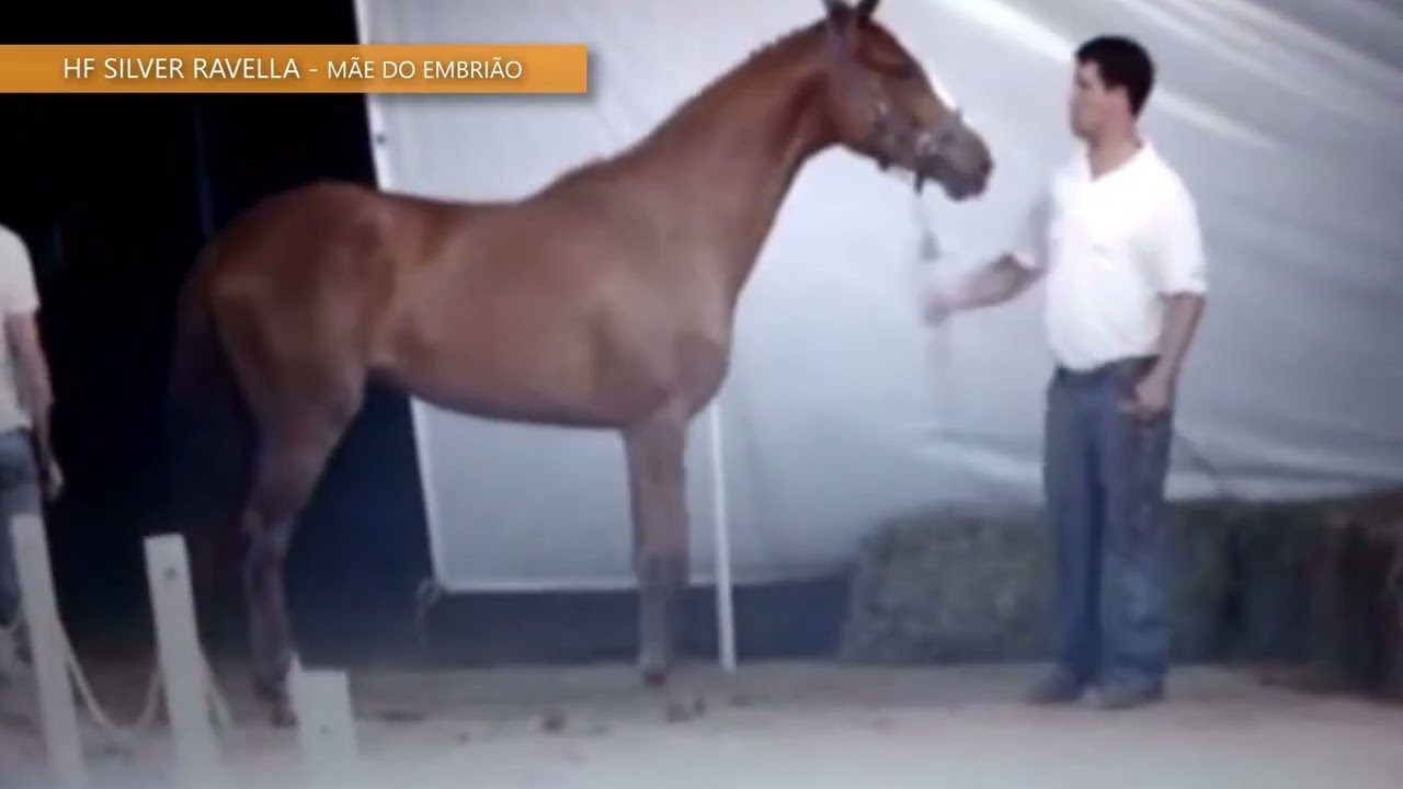 BALOUBET DU ROUET x HF SILVER RAVELLA SILVERSTONE