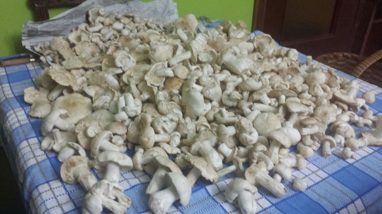 PERRETXIKOS CALOCYBE GAMBOSA MAYO DE 2016