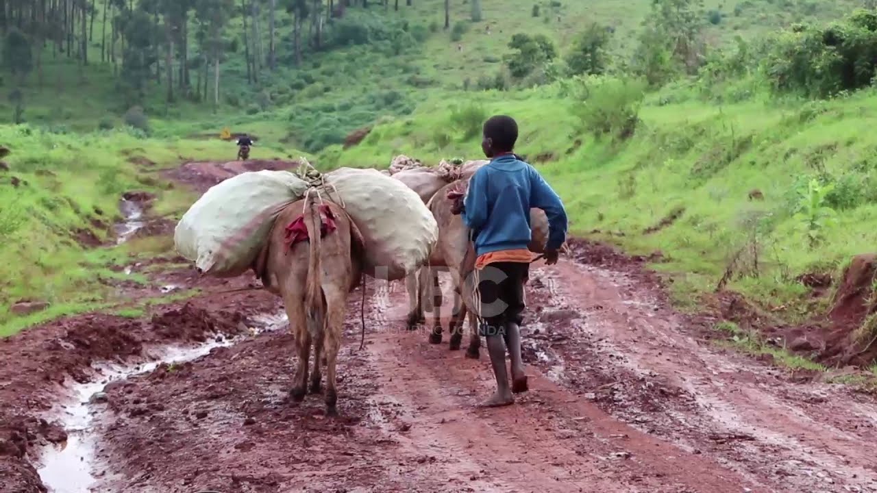 From the farm to the market, farmers in Sebei region encounter transport challenges