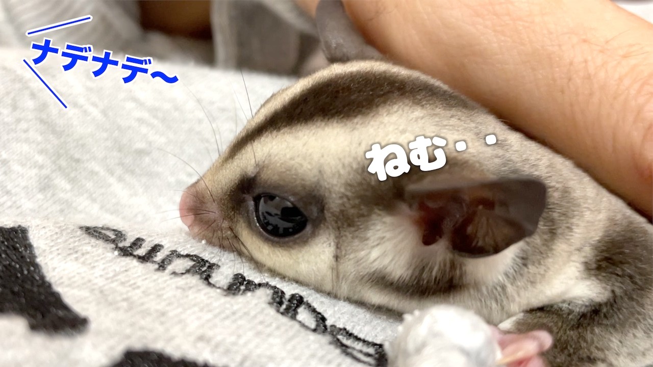 胸でぎゅっ可愛いモモンガ眠気と戦い中